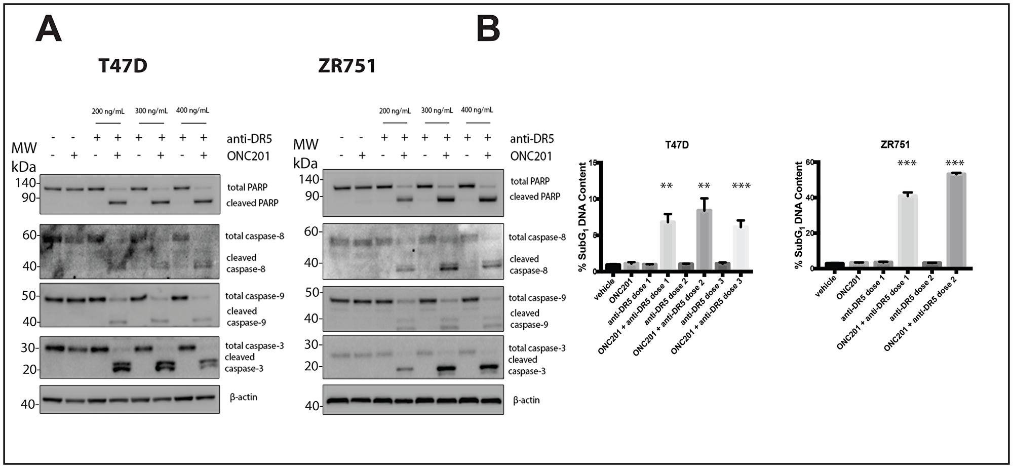 Figure 7: A DR5-agonistic antibody can also be used to convert the response of T47D and ZR751 breast cancer cells from anti-proliferative to pro-apoptotic.