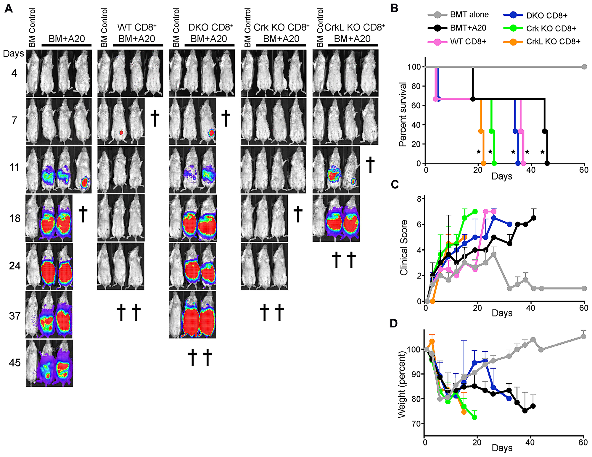 Figure 4: T cells lacking CrkL fail to eliminate a subcutaneous tumor.