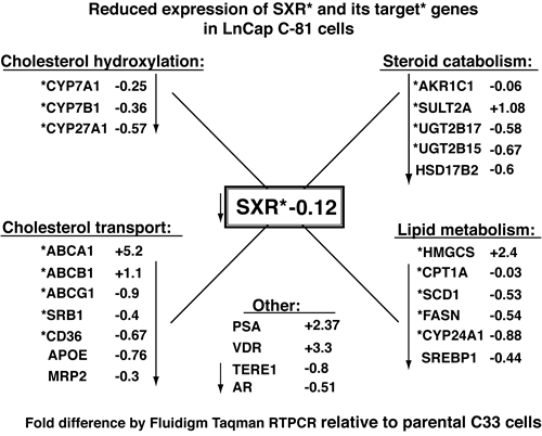 LnCaP C81 cells exhibit reduced expression of
